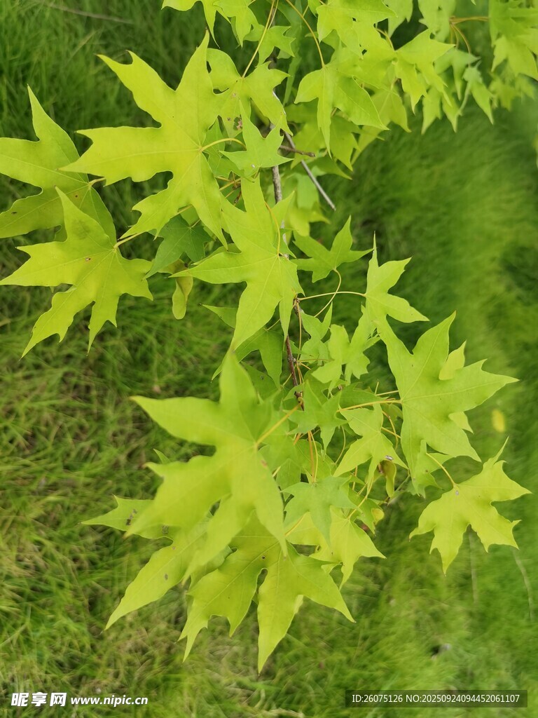 嫩绿枫叶枝清新自然景