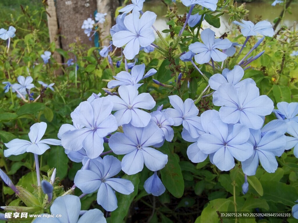 蓝花绽放于绿意间