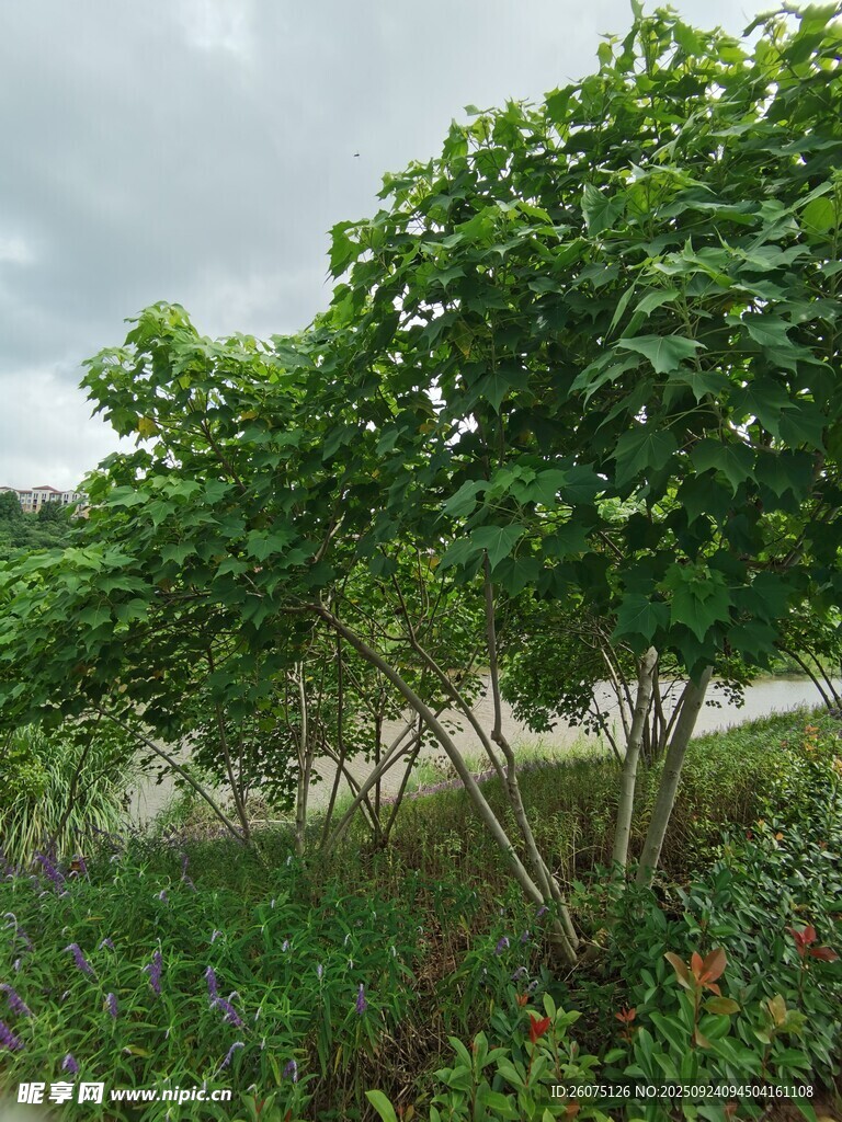 路边繁茂绿植景观