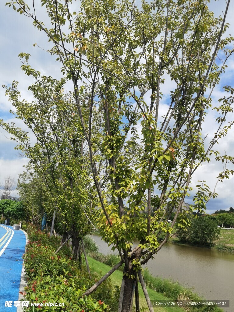 河畔绿树成荫的美丽景致