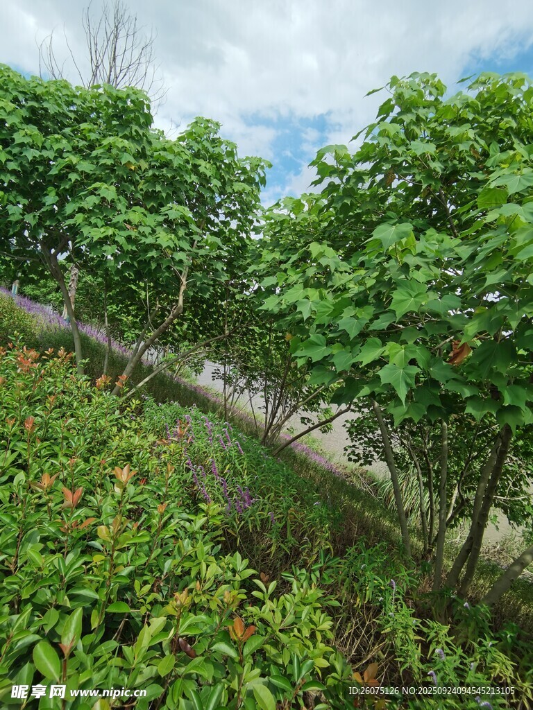 绿意盎然的林间小道