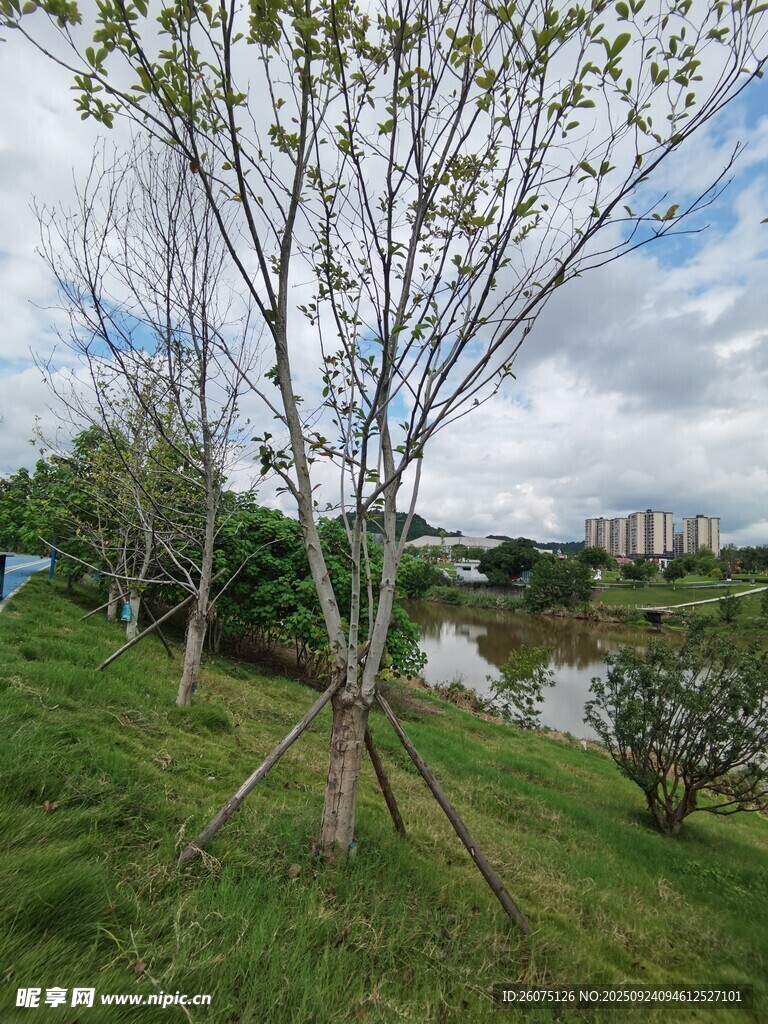 湖畔小树绿意盎然景致美