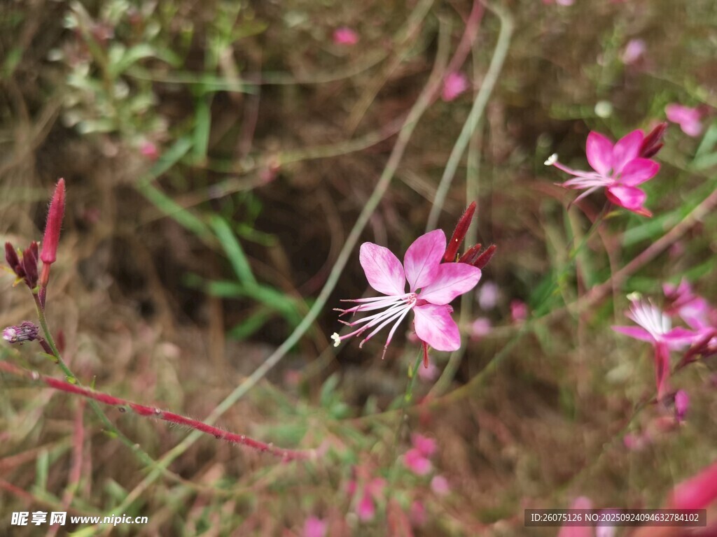 野外绽放的美丽粉色小花