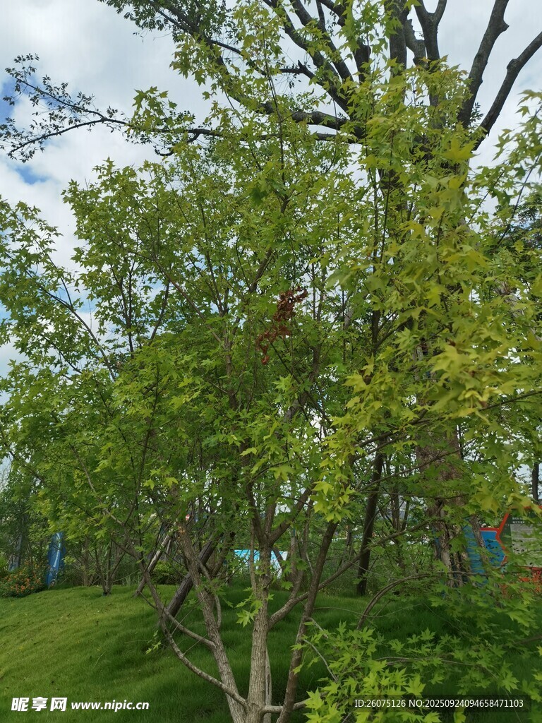 绿意盎然的户外树林景观