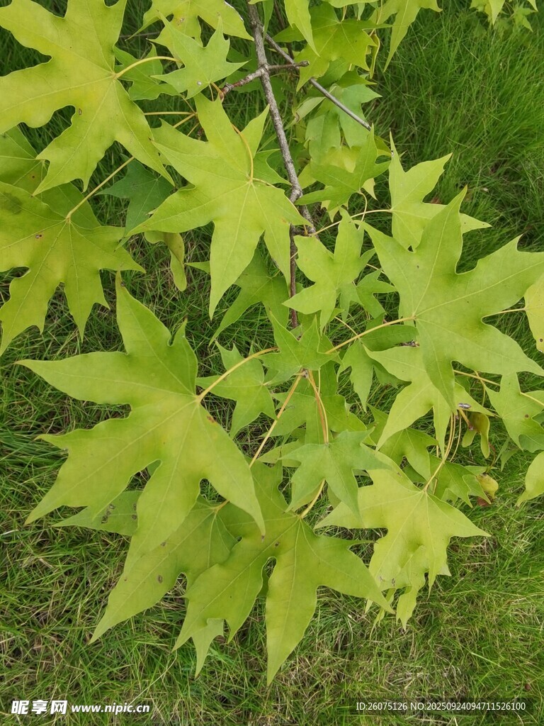 嫩绿枫叶植物特写
