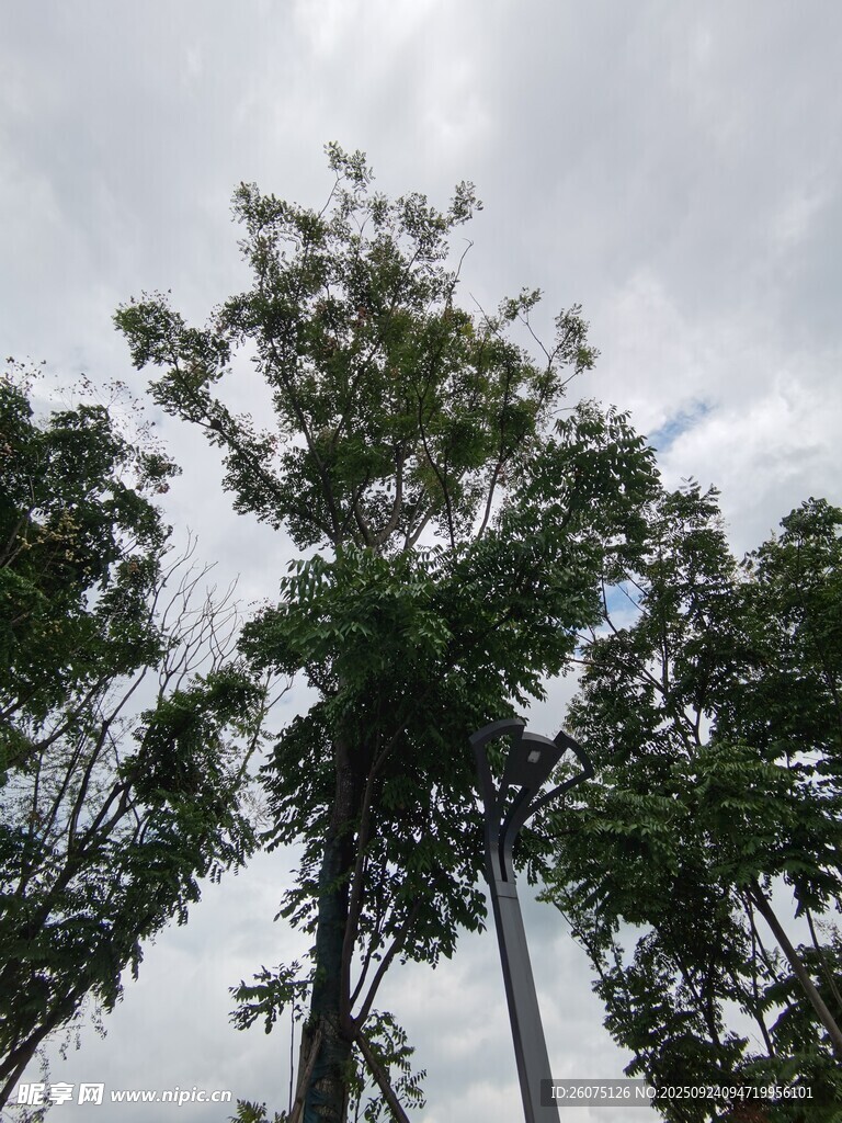 天空下的葱郁树木