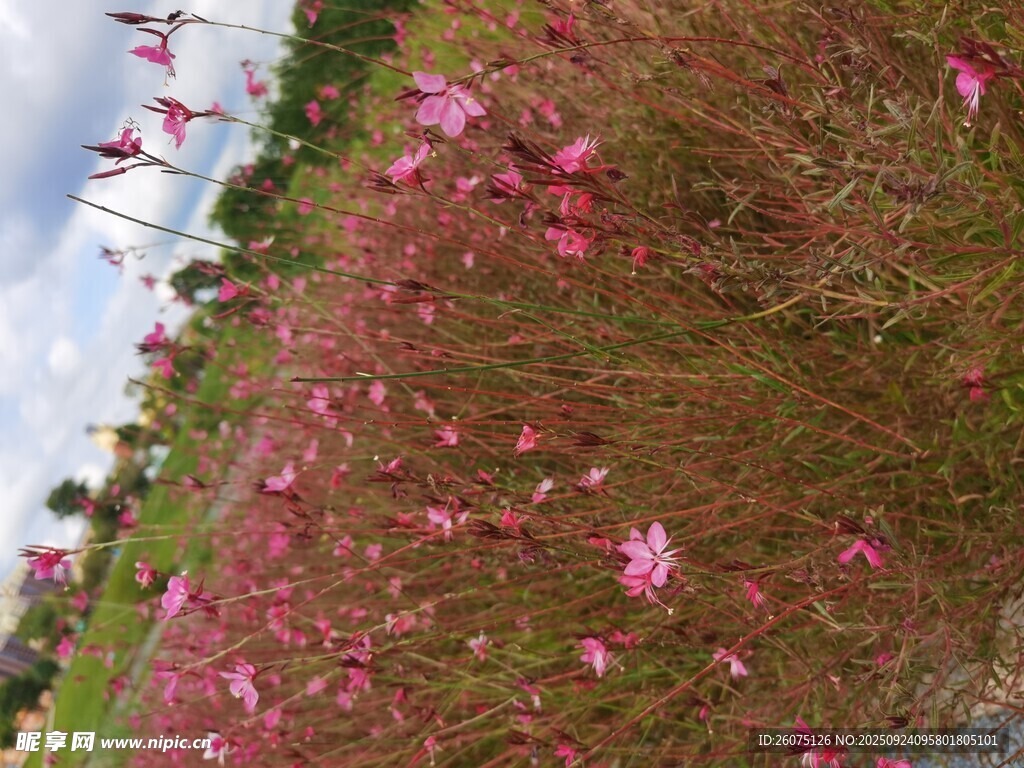 粉色花海浪漫自然景致