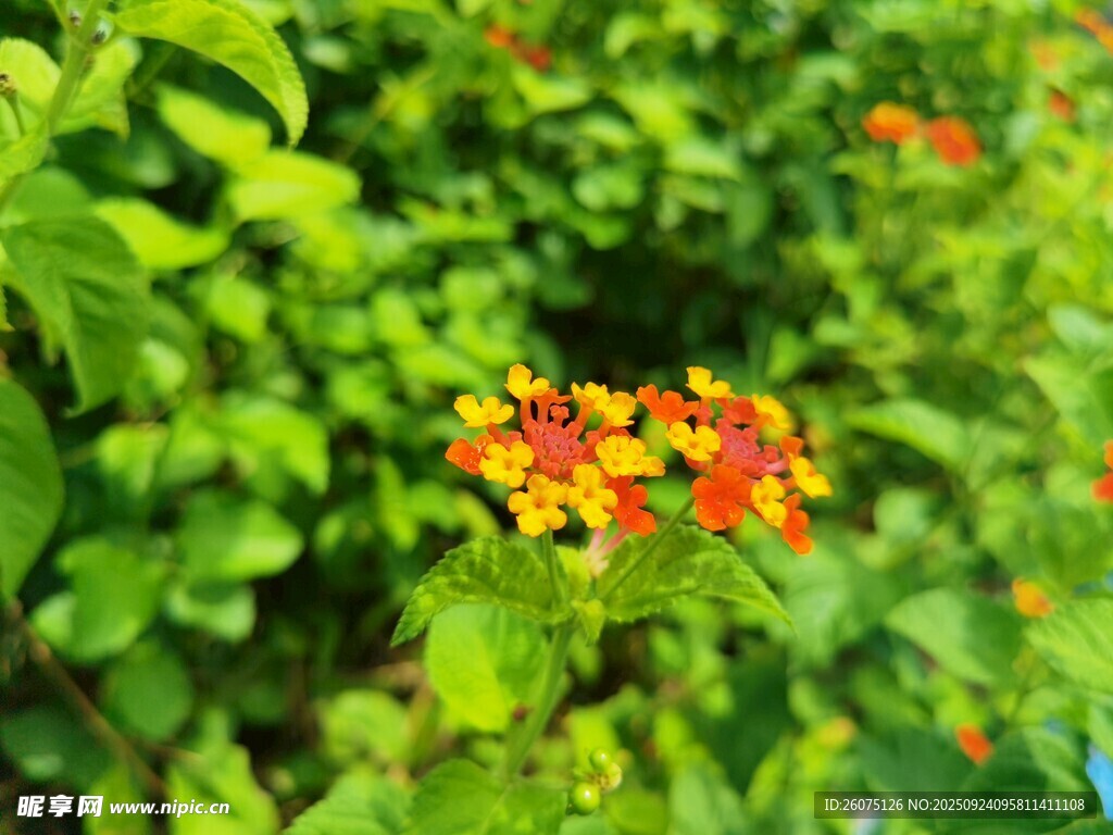 绿叶丛中绽放的多彩小花