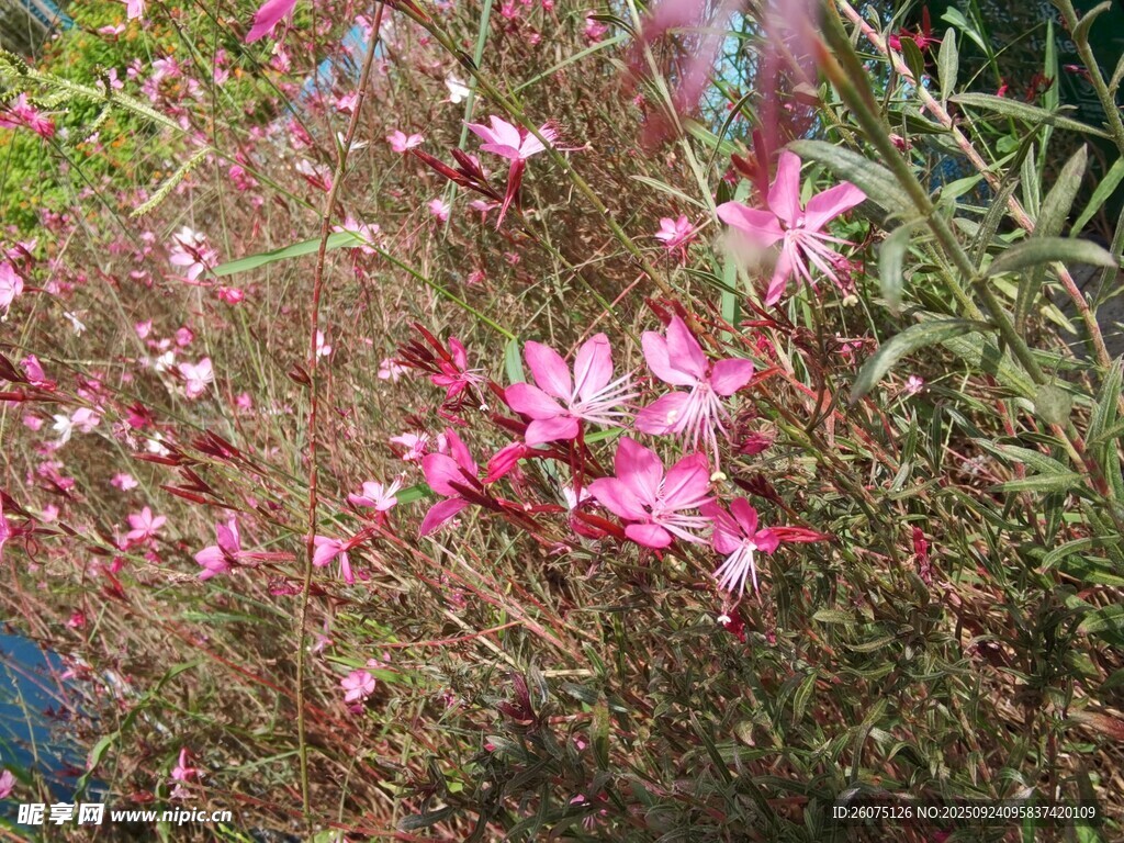 粉色小花绽放于草丛间