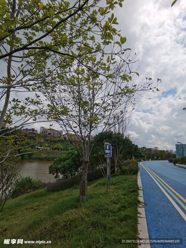 蓝道旁绿树成荫的自然景致
