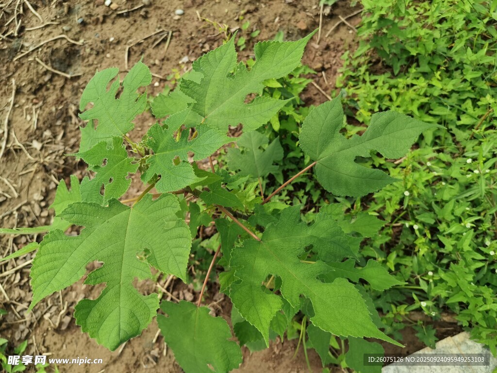 绿叶植物生长于泥土中