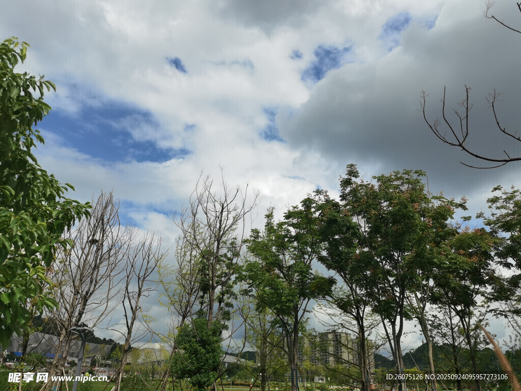 蓝天白云下的树林景观