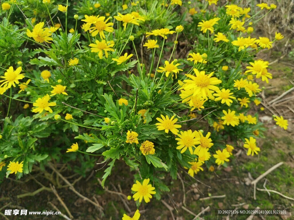 黄色小花丛绽放生机
