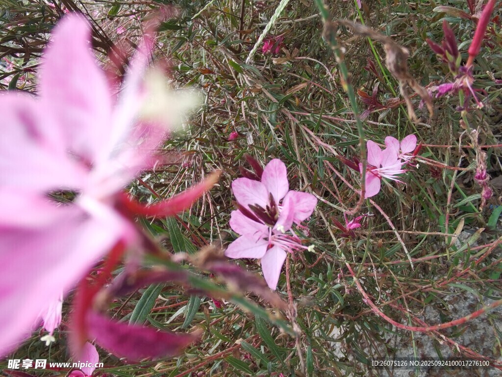 粉色小花绽放于草丛间