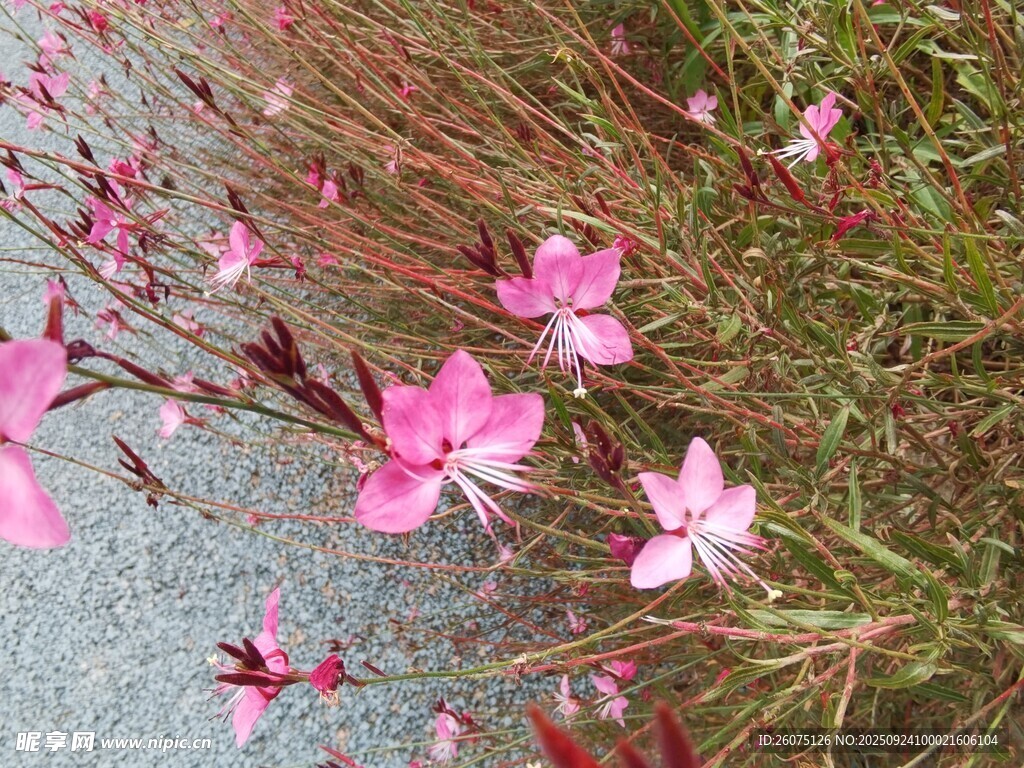 粉色小花绽放于草丛间