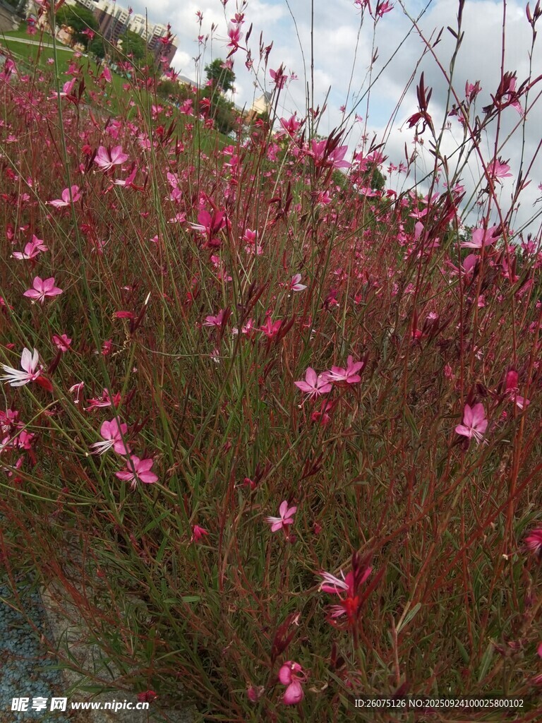 粉色烂漫花丛