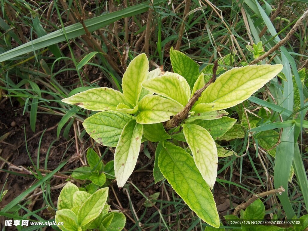 绿叶植物特写