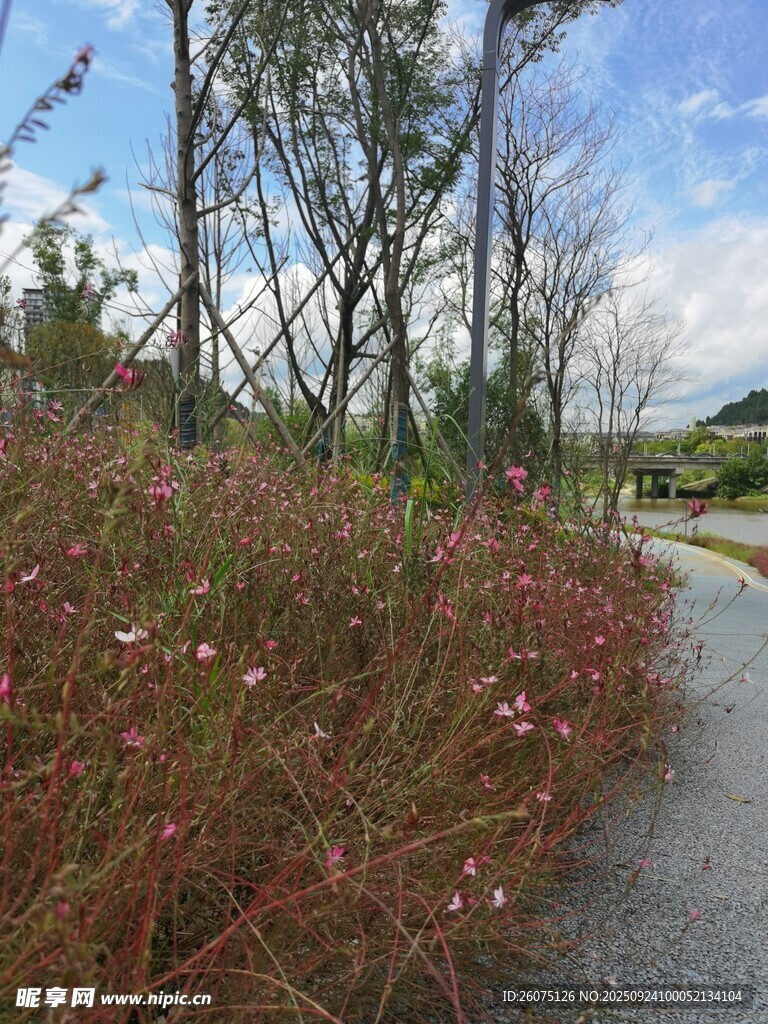 林间小径旁的多彩植物