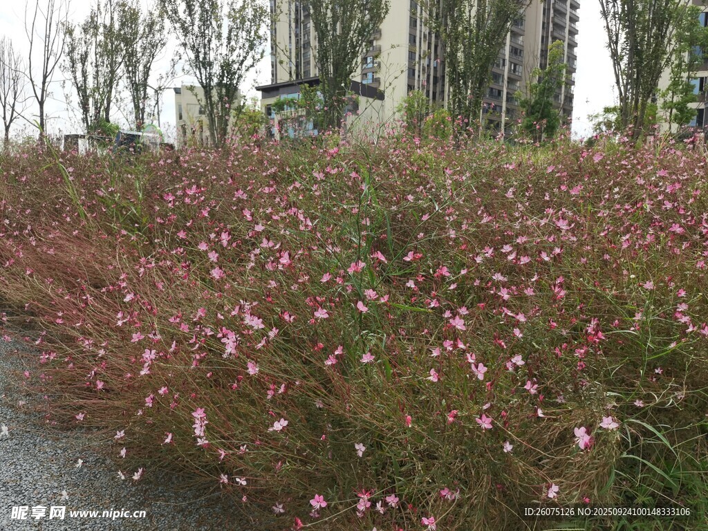 路边多彩花卉景观