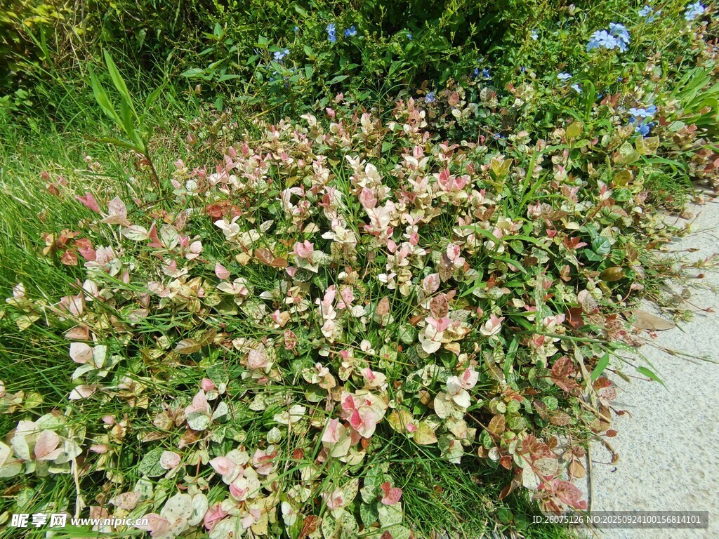 路边多彩花卉景观