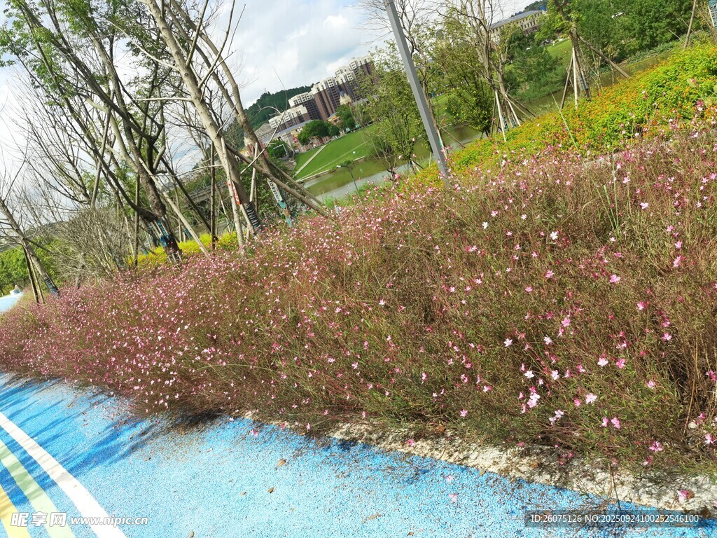 路边多彩花草景观