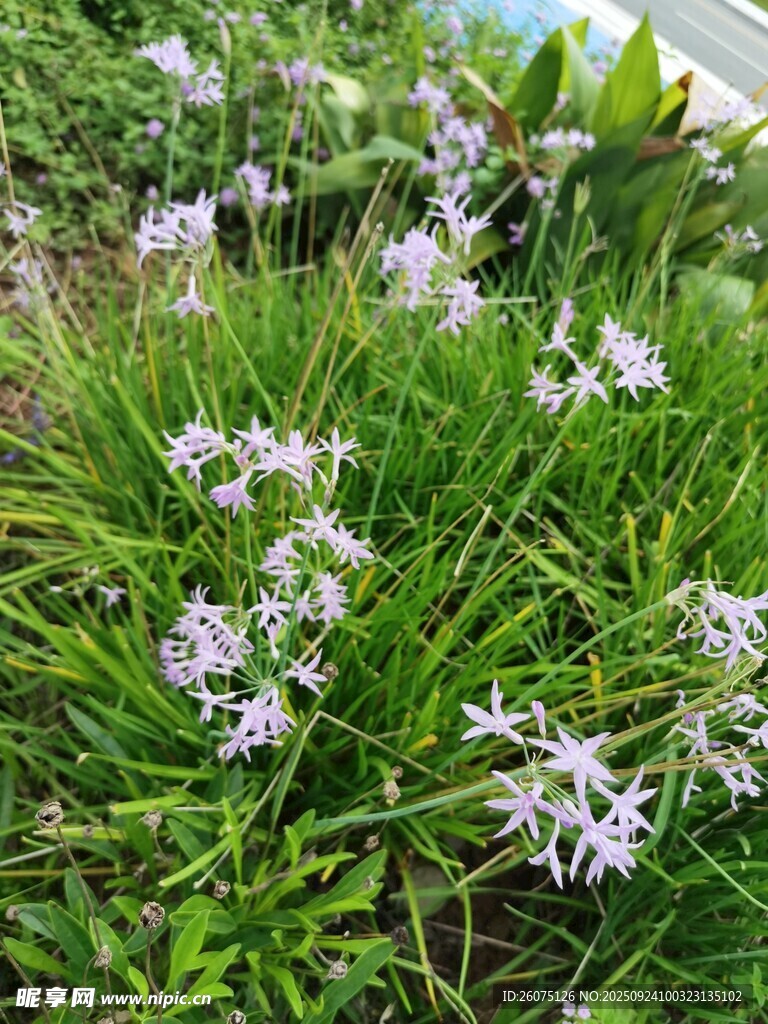 草丛中的白色小花