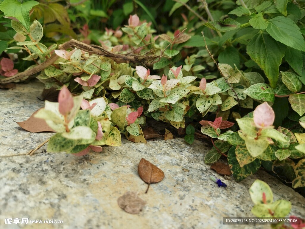 石边绽放的多彩小花