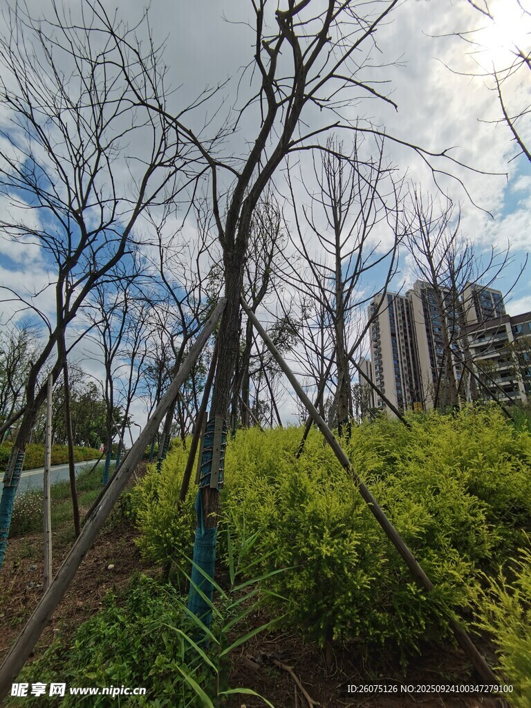 城市中光秃树木与绿植景观