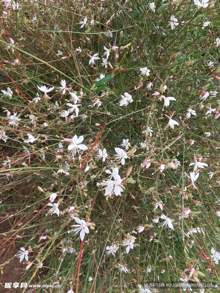 白色小花绽放于草丛中