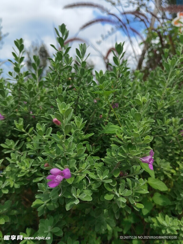 绿叶丛中的娇艳紫花