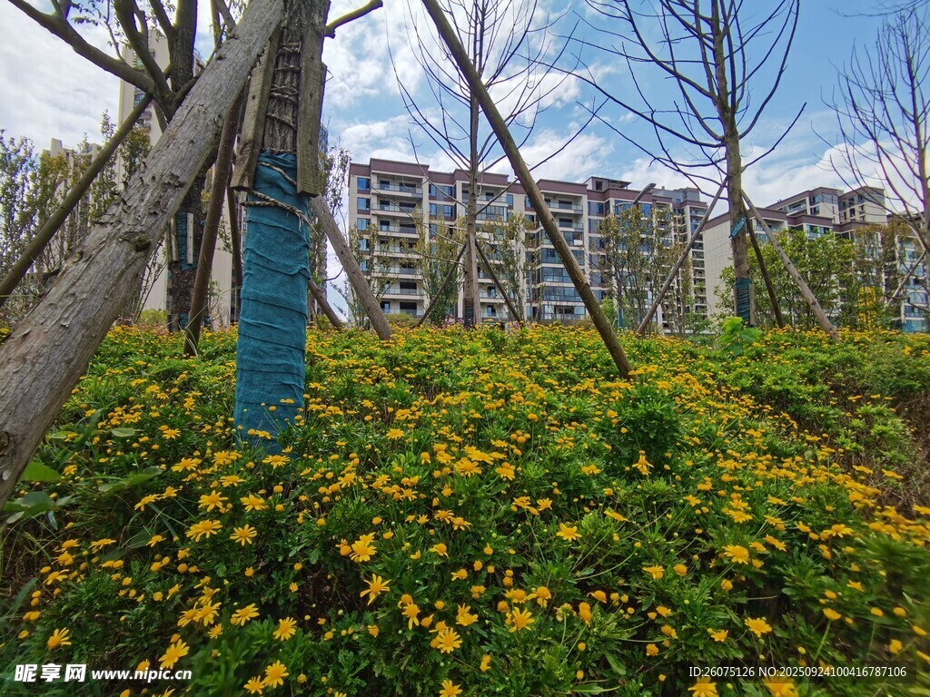 城市中繁花与树木相映景