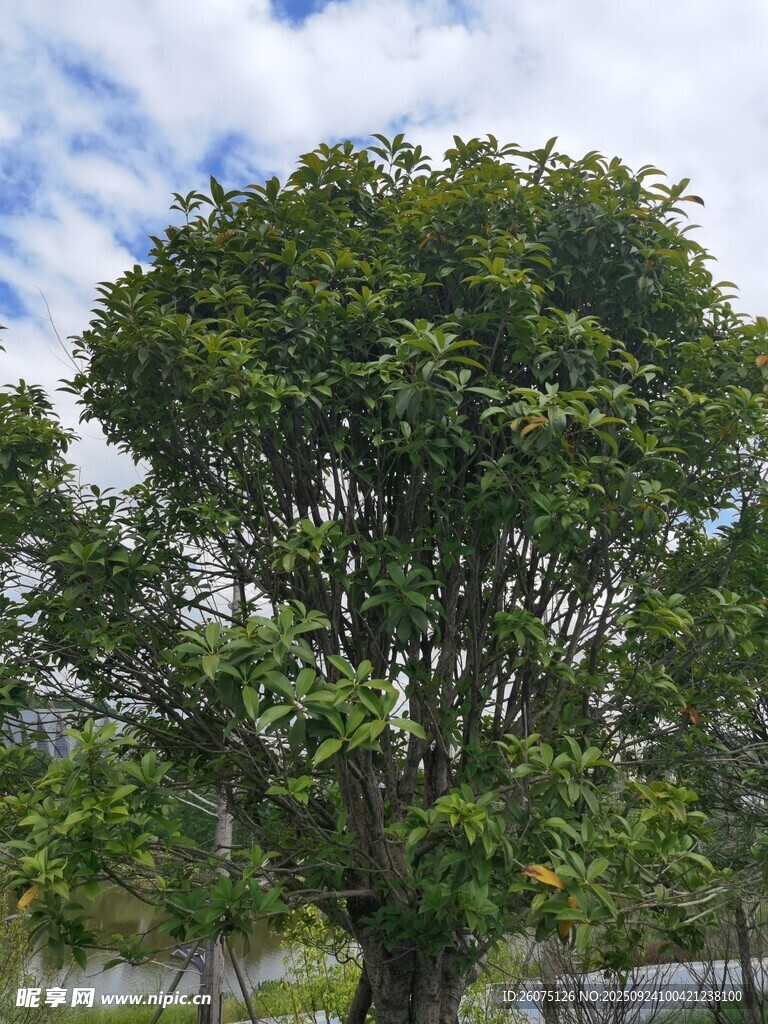 茂盛大树于蓝天白云下