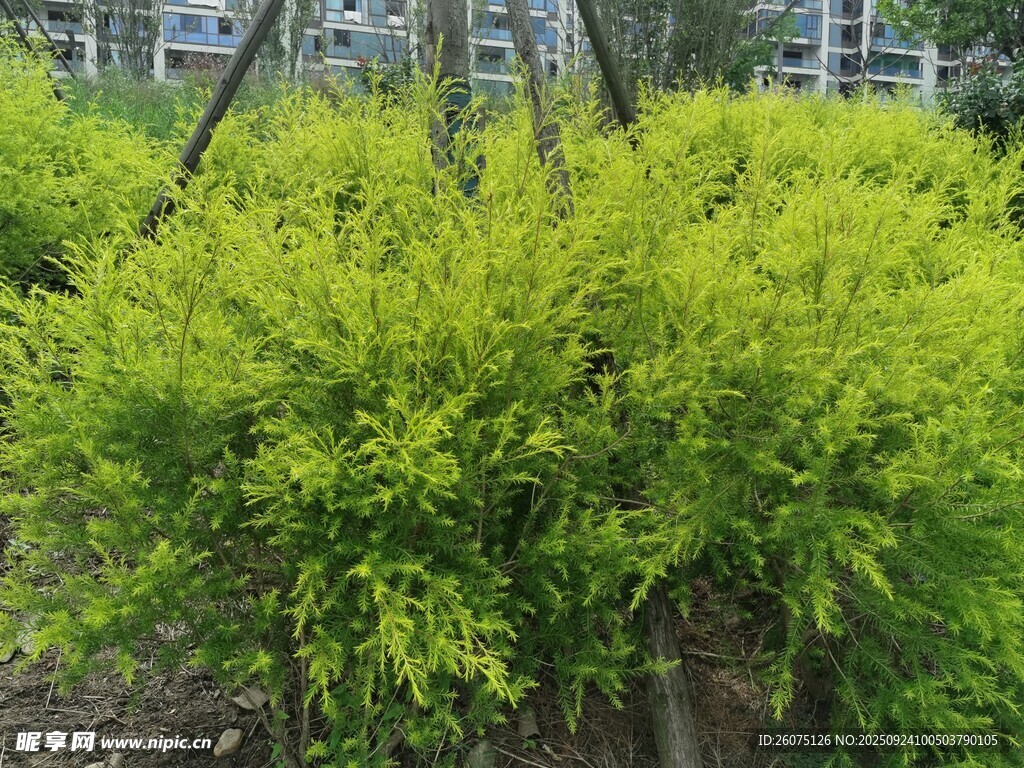 金黄灌木绿植景观