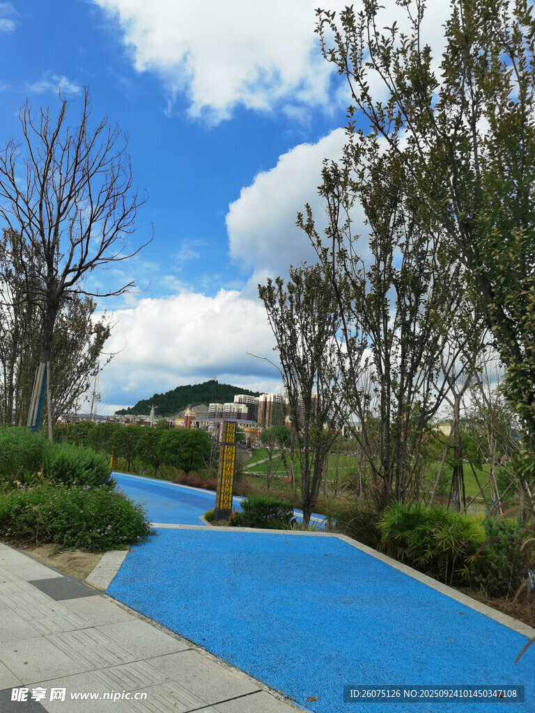 蓝色步道旁的绿植景观