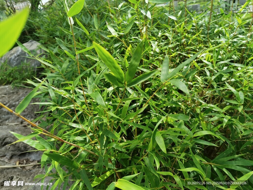 翠绿繁茂的野外植物景观