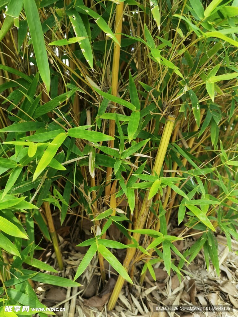 翠绿丛生的鲜嫩竹子