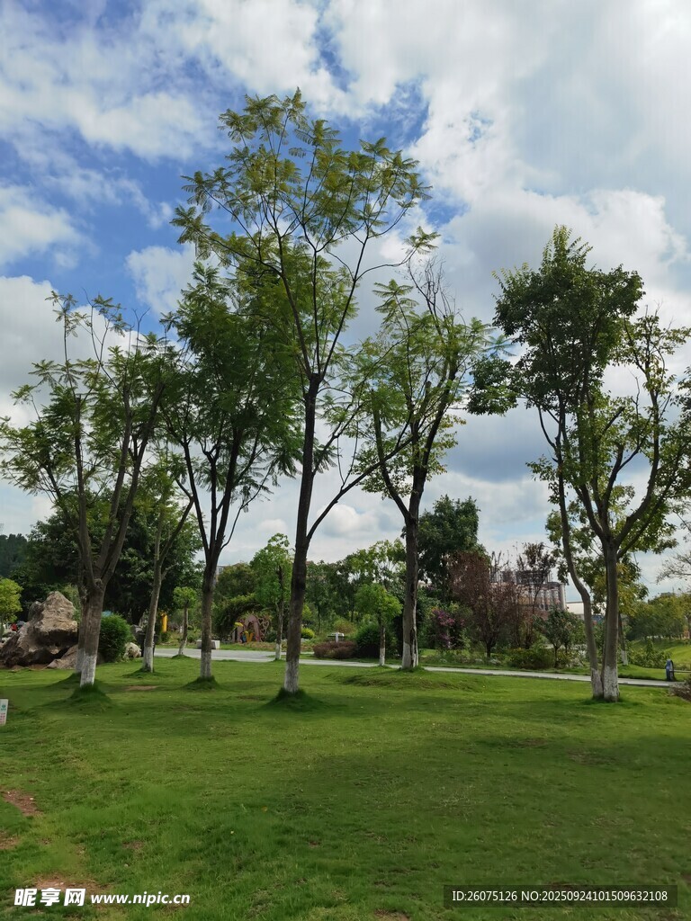 绿意盎然的户外公园景色