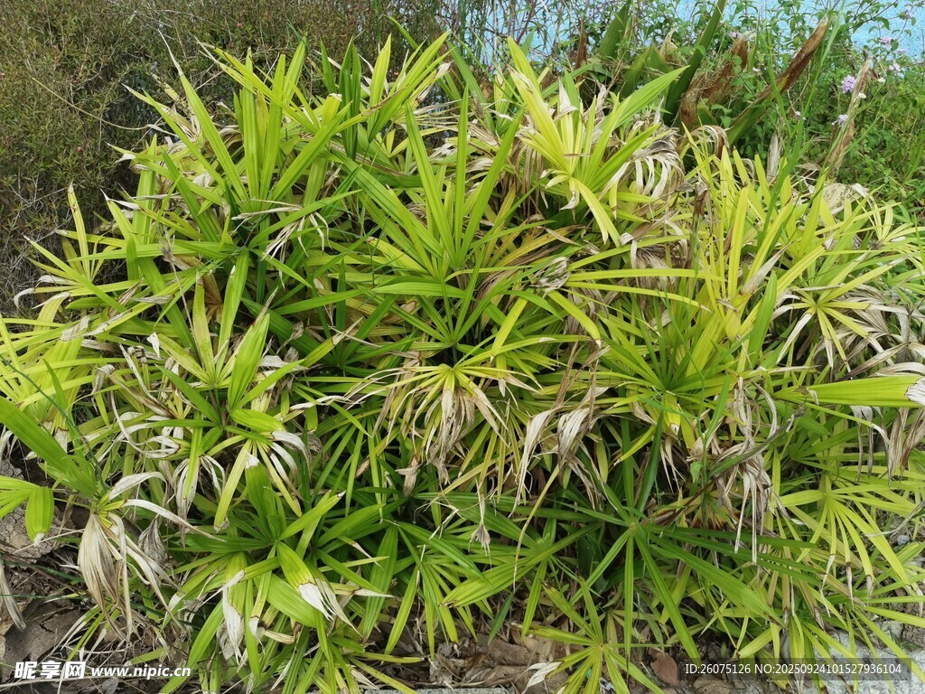 翠绿丛生植物