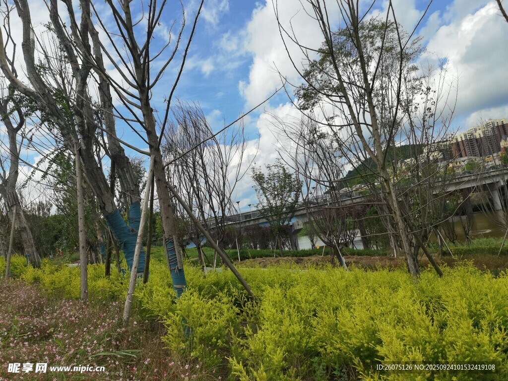 春日田野旁的光秃树木