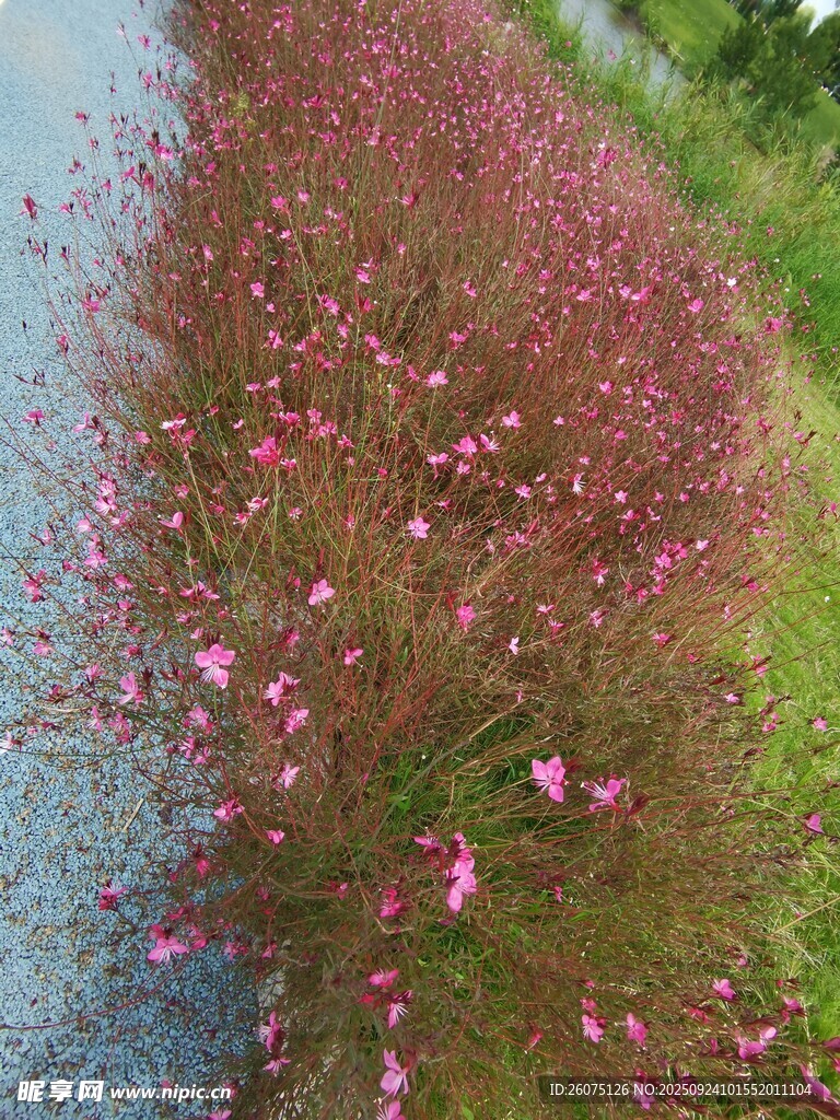 路边绽放的粉色小花