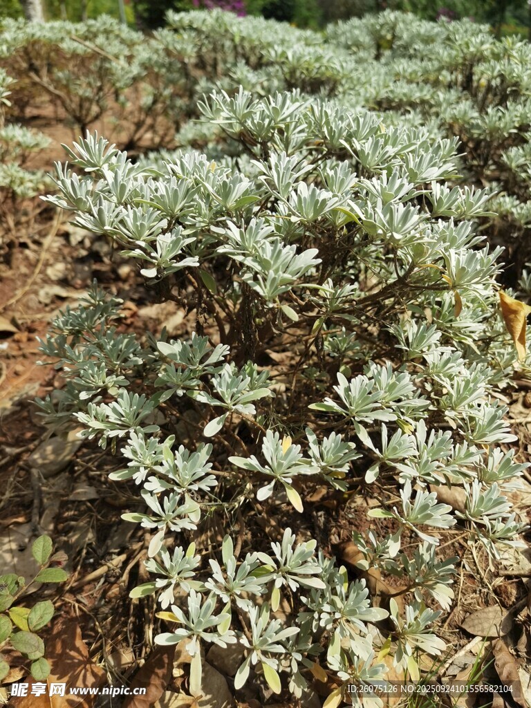 银叶植物景观