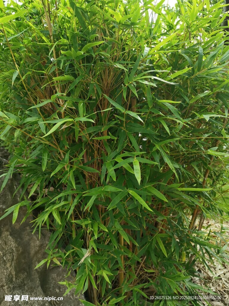 翠绿竹林景致
