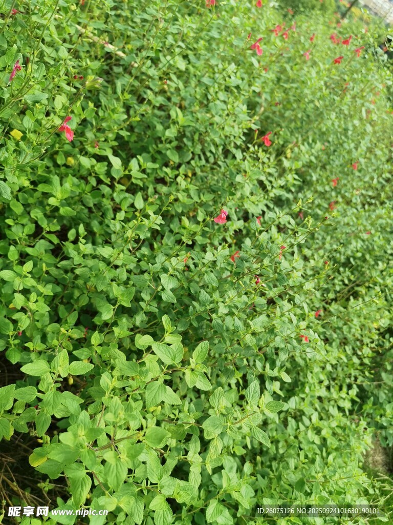 绿意盎然的植物景观