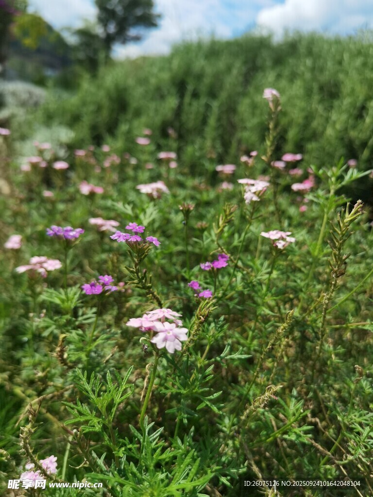 野外烂漫小花绽放