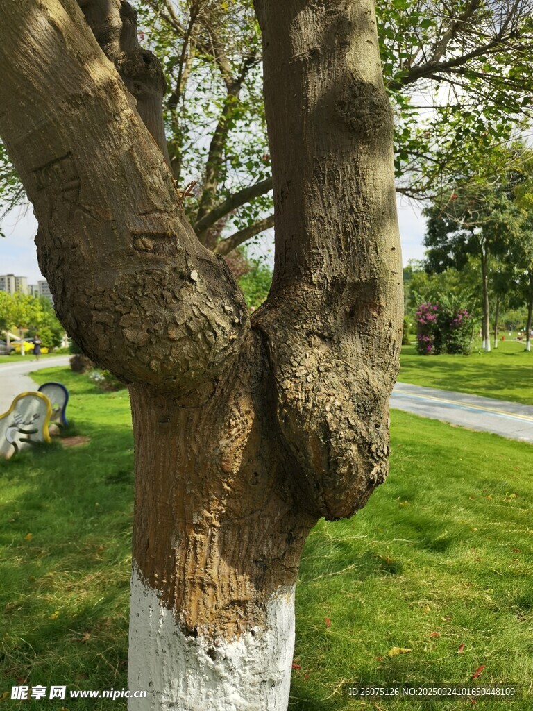 树干特写展现自然纹理