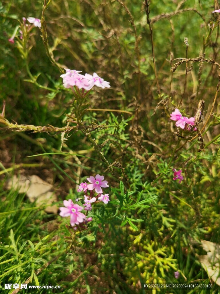 草丛中的粉色小花