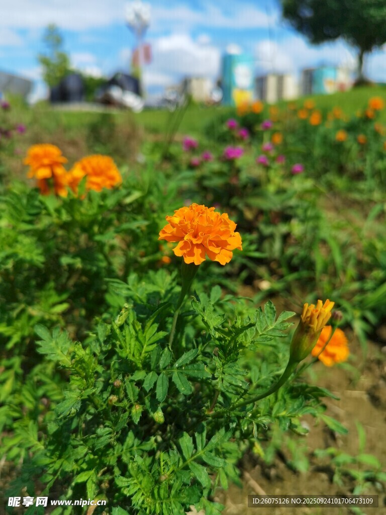 花园中绽放的鲜艳万寿菊
