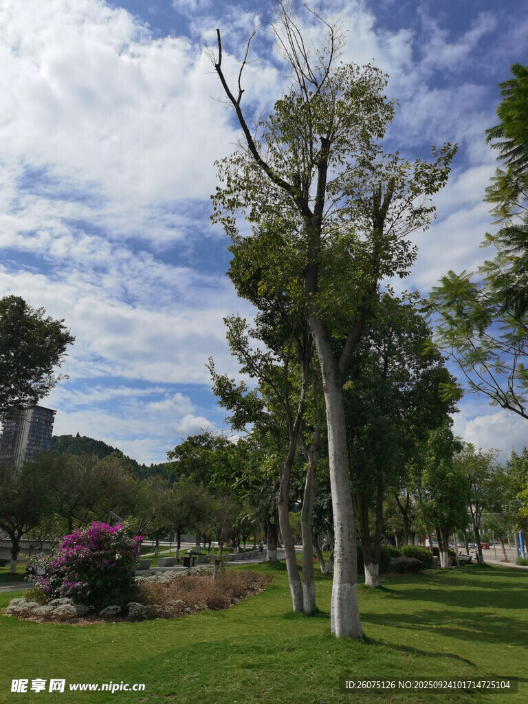 公园绿树蓝天美景