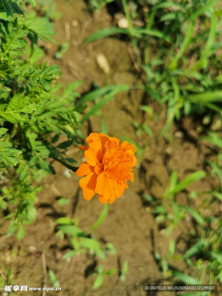 一朵明艳的橙色小花