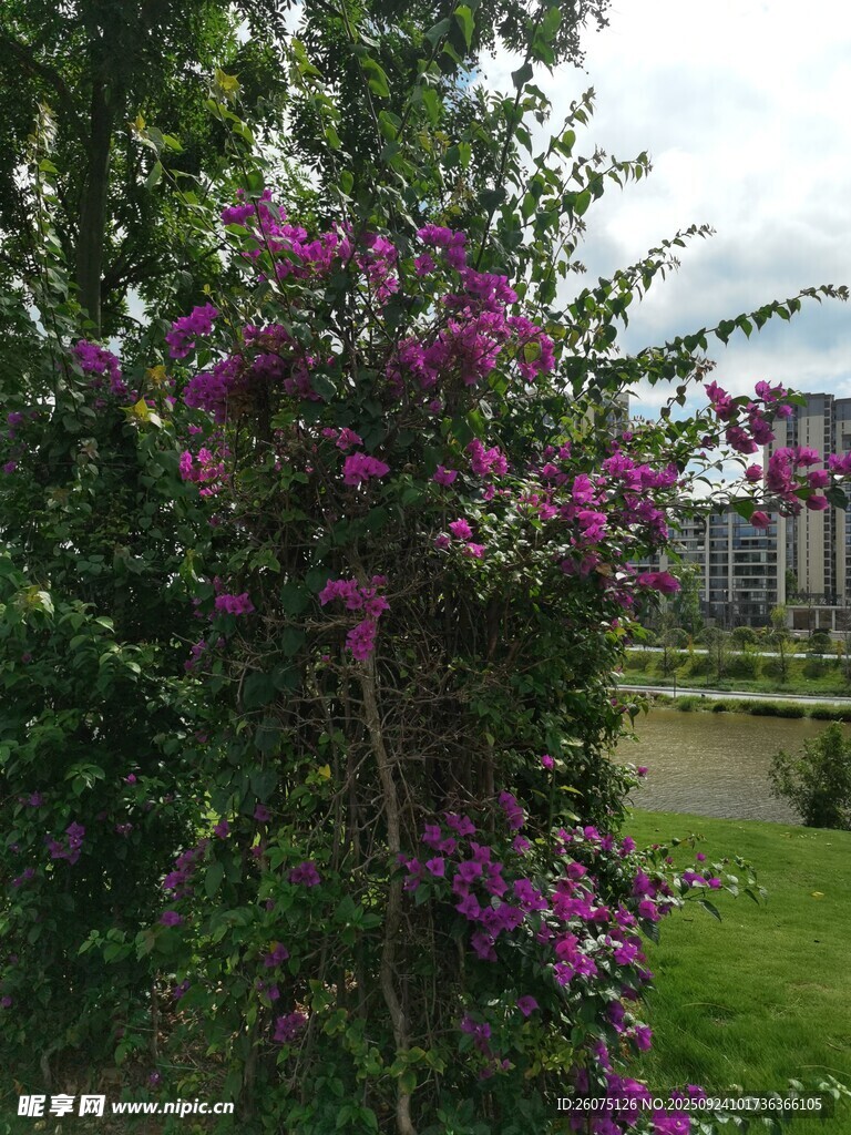繁花盛开的绿植景观